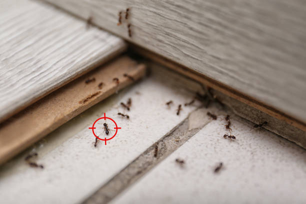 Best Mosquito Control Services  in Glendive, MT
